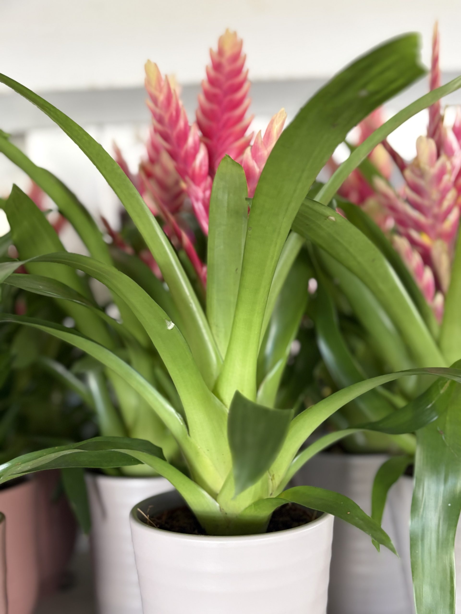 img_3926 Vriesea Mix – Pianta Tropicale da Interno dai Colori Vivaci - immagine 1