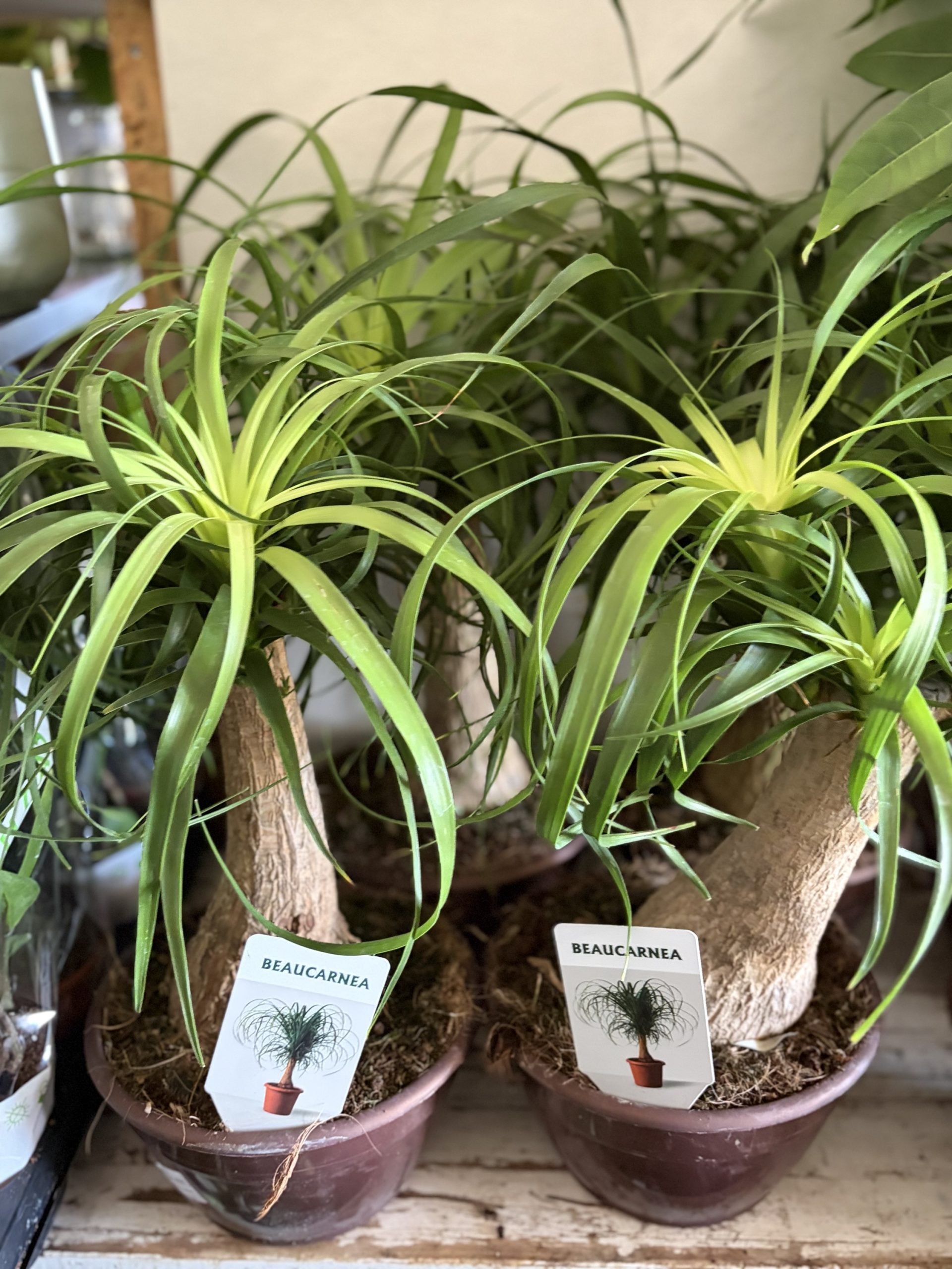 img_3965 Beaucarnea Recurvata (Piede d’Elefante) – Pianta da Interno Facile da Coltivare - immagine 1